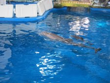 Nueva cría de delfín y su madre Anak en el Zoo de Barcelona