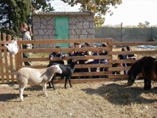 Escolares partipando en actividades