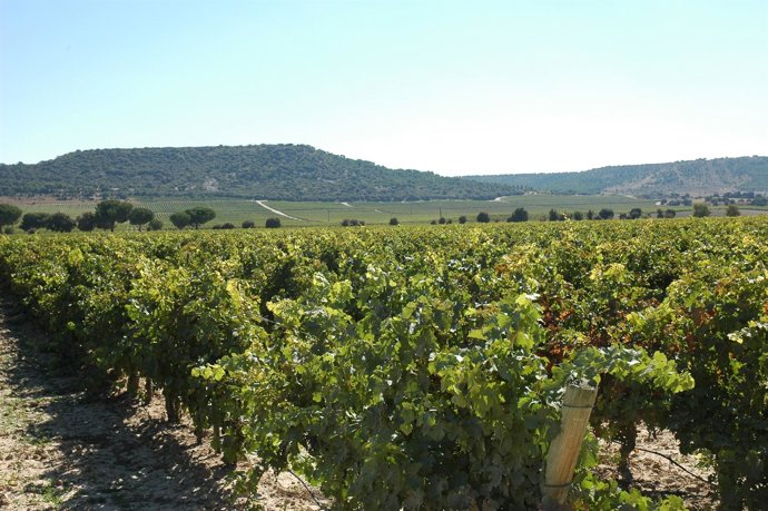 Viñedos de Ribera del Duero