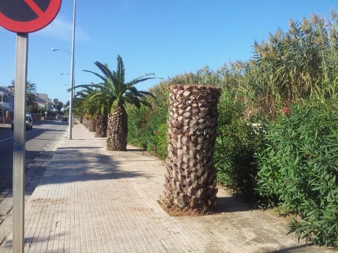 Palmera Talada