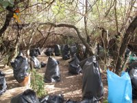 Dos detenidos en Arcicollar (Toledo) por cultivar 163 plantas de marihuana en el río Cantaelgallo