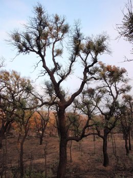 Los alcornoques calcinados en el Empordà rebrotan