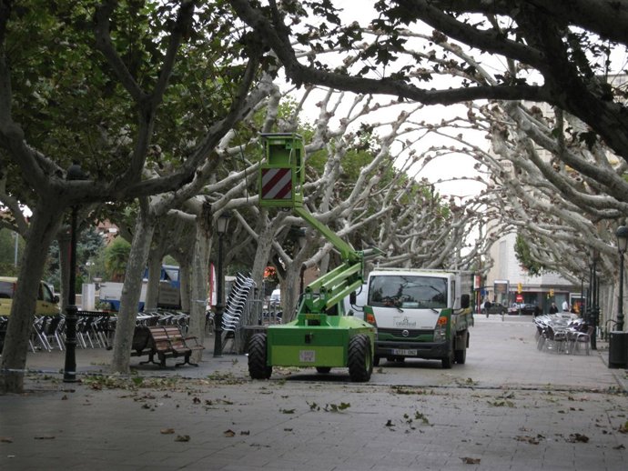 Poda de árboles en Calatayud (Zaragoza)