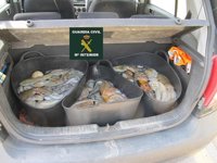 Intervienen 130 kilos de pulpo que eran transportados sin la documentación correspondiente