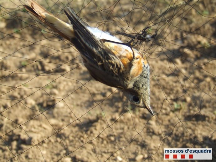 Fringílido cazado con redes japonesas