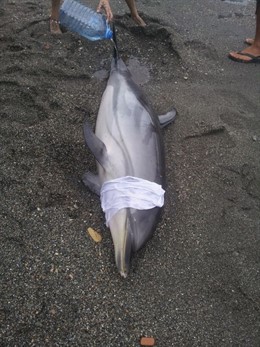 Delfín vivo varado en la playa de El Pozuelo, en Almuñécar