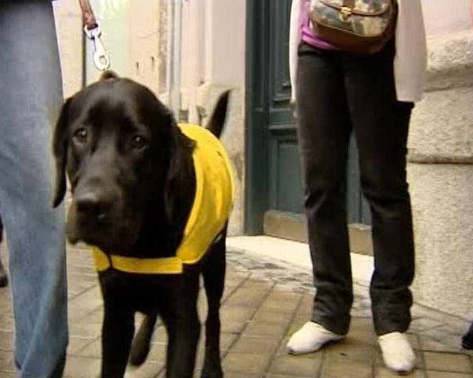 Perros guía carrera madrid
