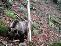 Fallece en Cabárceno la osa 'Güela'