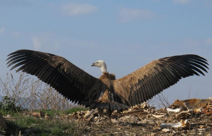 Ejemplar joven de buitre leonado 