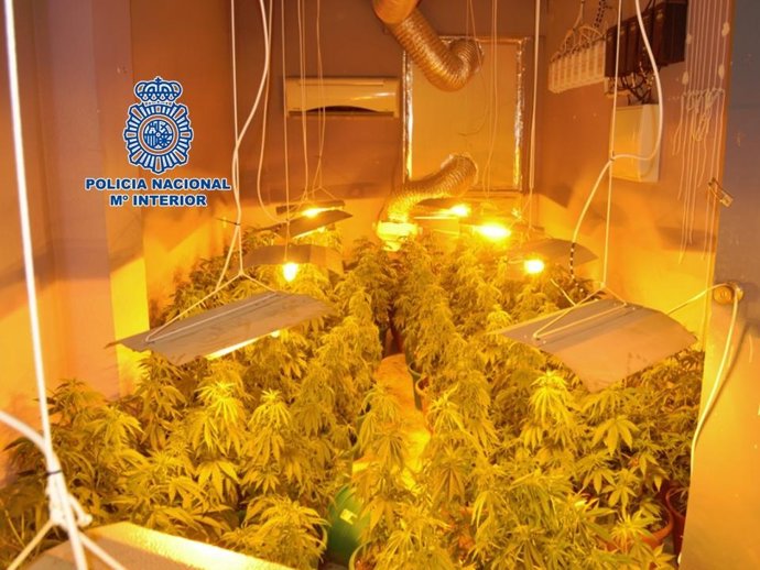 Invernadero indoor de marihuana