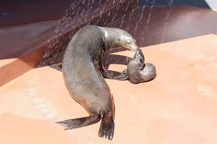 Nacimiento De Un León Marino