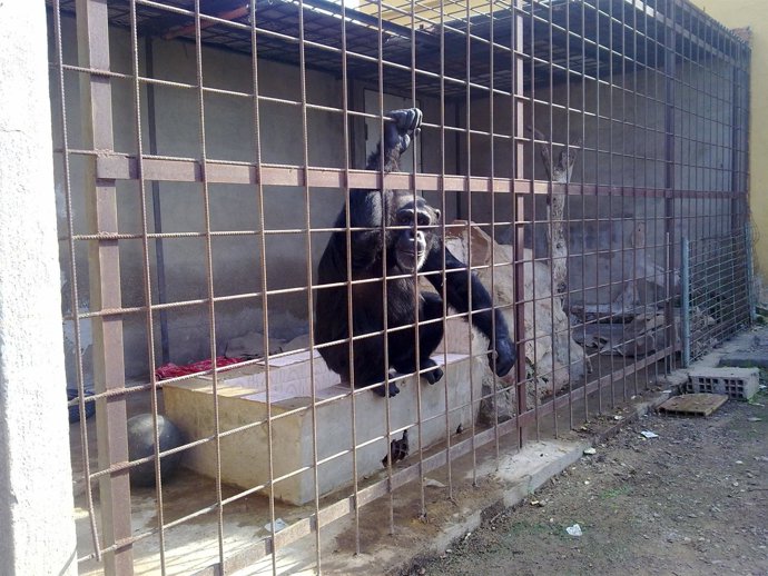 Montse En La Jaula De La Vivienda En Castellón