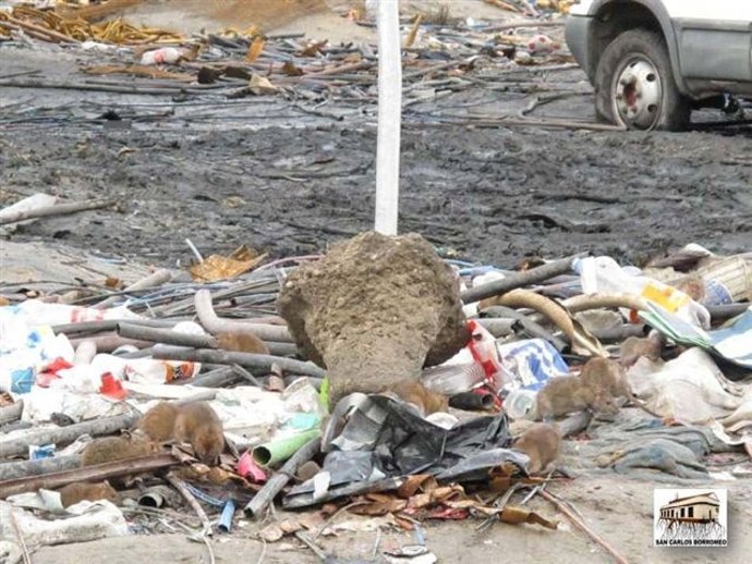 Toneladas De Basura En El Gallinero