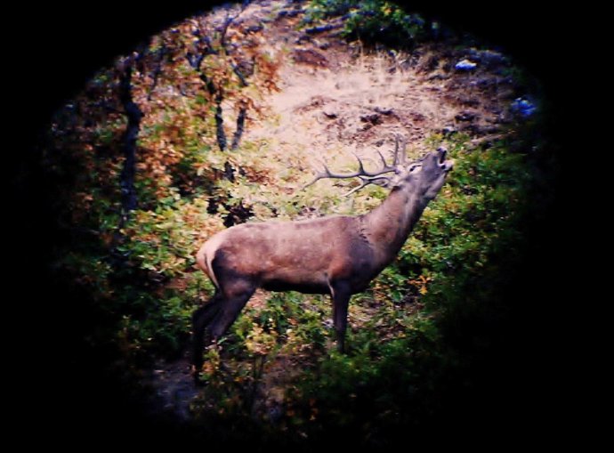 Ciervo en Orihuela del Tremedal