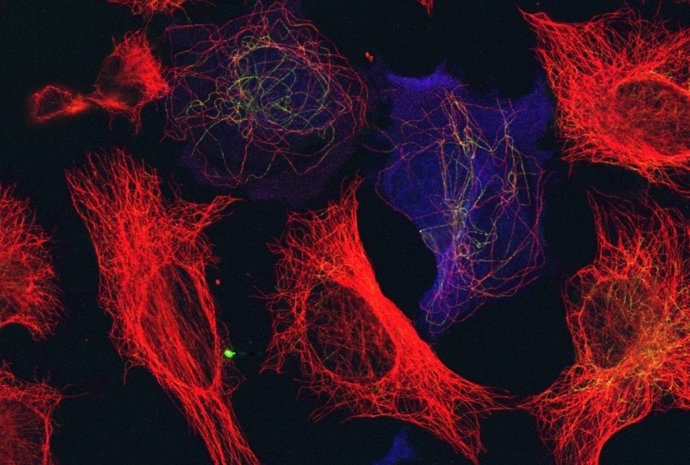 Investigación, Ciencia, Microtúbulos