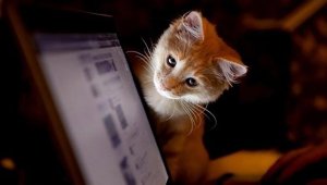 Una organización comprobará denuncias de maltrato animal