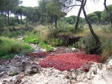 Contaminación En Un Arroyo De Doñana