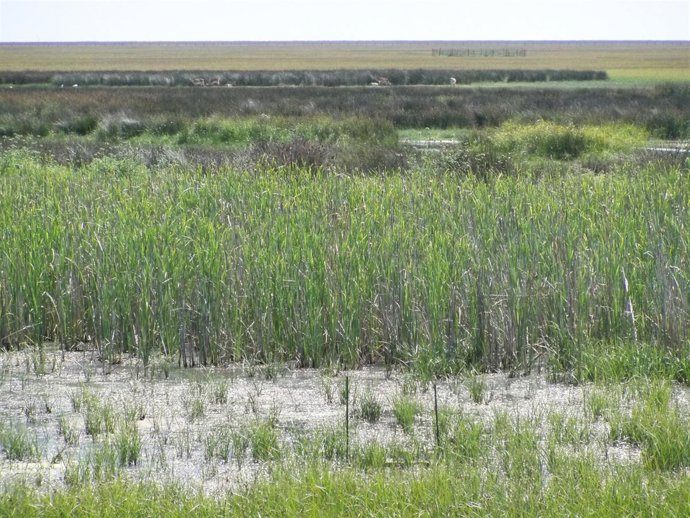 Vista De Las Marismas De Doñana