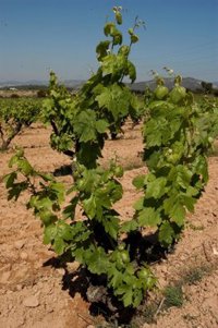 El Parlamento de Extremadura insta al Gobierno de España a reducir a 20 las jornadas cotizadas para el subsidio agrario