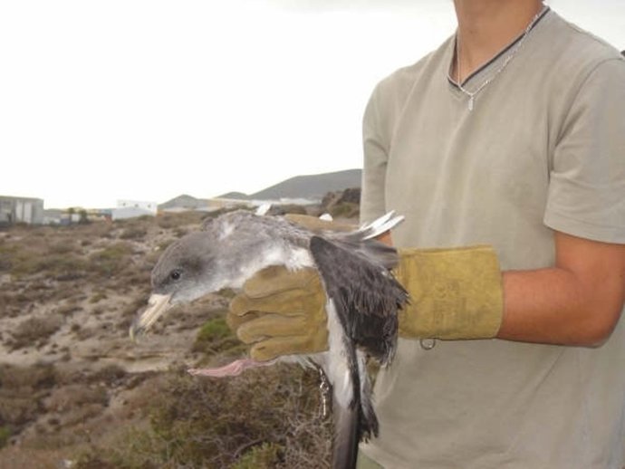 Campaña de recogida de pardelas