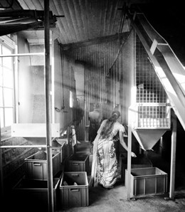 Tea Factory, de Pablo Caruncho