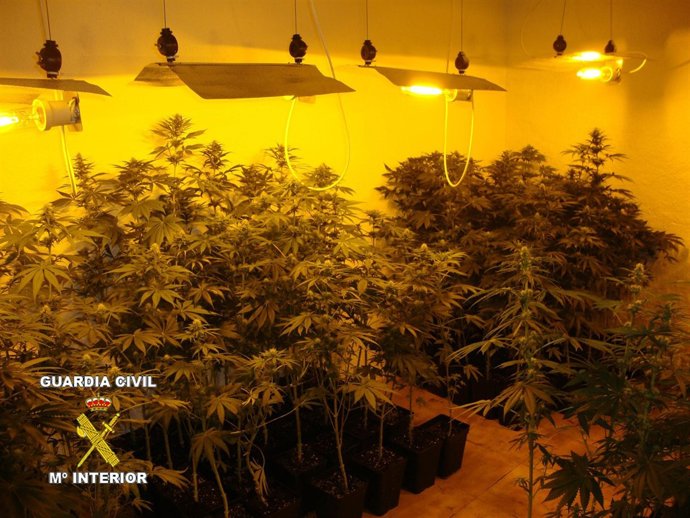 Plantas decomisadas por Guardia Civil
