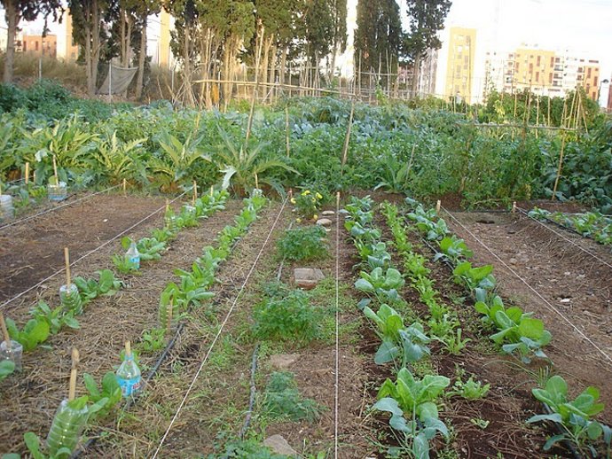 Taller De Huertos Ecológicos