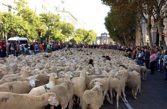 Trashumancia a su paso por Madrid.