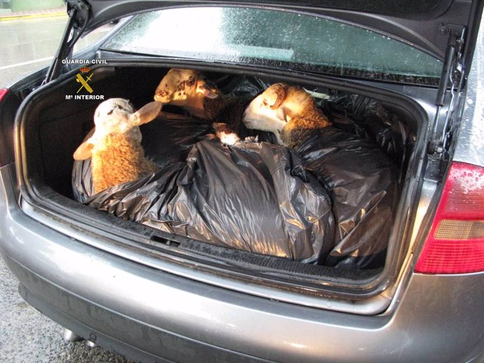 Corderos transportados al matadero en el maletero de un turismo