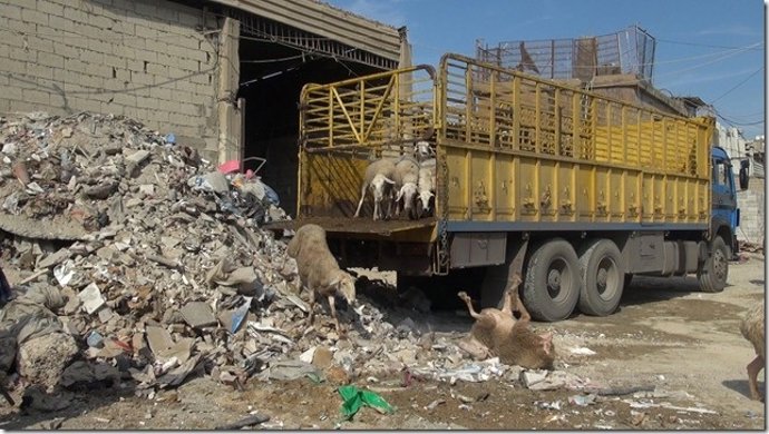 Ovejas españolas descargadas a su llegada al Líbano