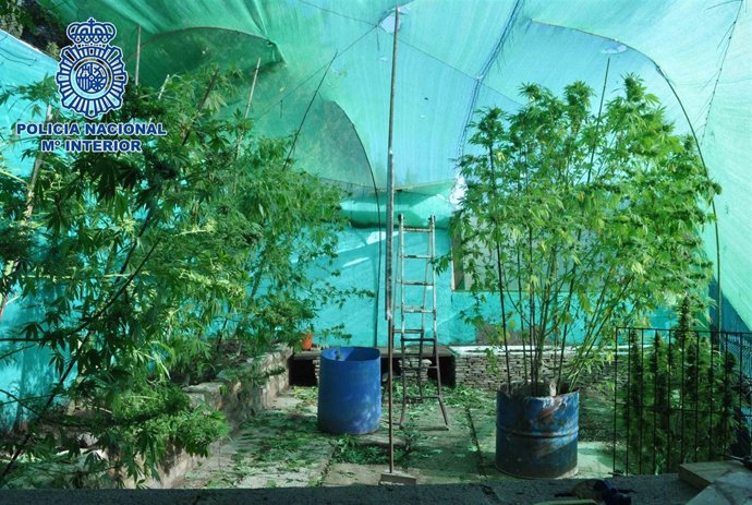 Plantas de marihuana