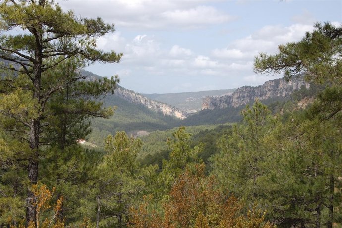 Bosque El Hosquillo, Cuenca