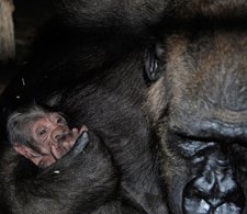 Nace El Primer Gorila En Bioparc Valencia
