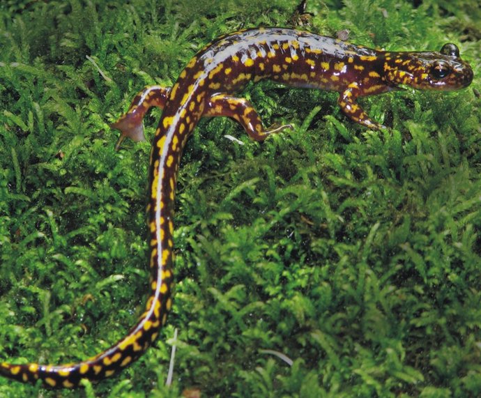 Salamandra Onychodactylus-koreanus
