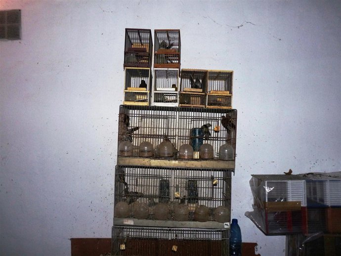 Operación contra el tráfico ilegal de pájaros cantores
