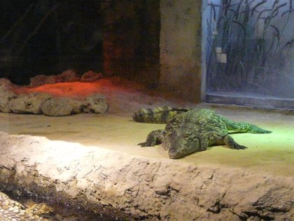 El Nuevo Acuario fluvial tiene una pareja de cocodrilos del Nilo