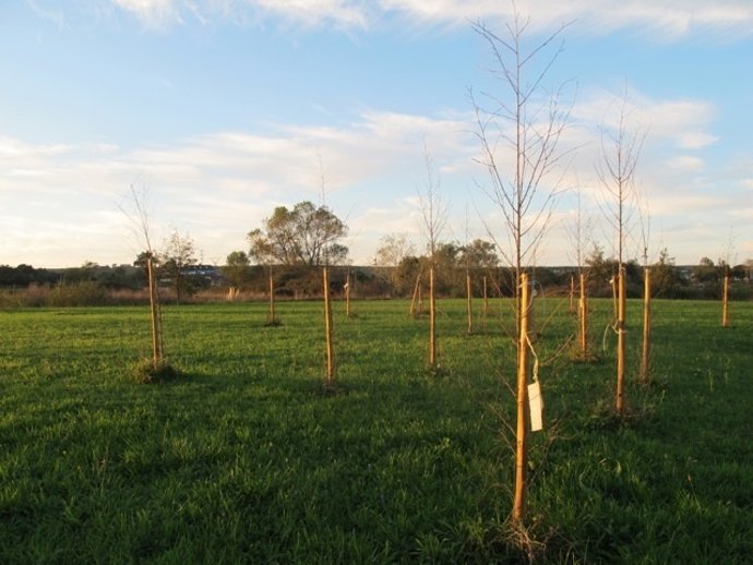 Plantación de abedules en Santa Cruz de Bezana