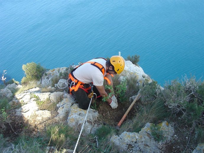 Plantación en el acantilado