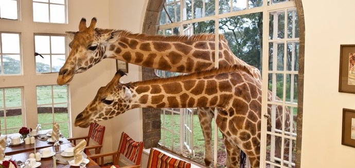 Hotel en Nairobi.- Giraffe Center