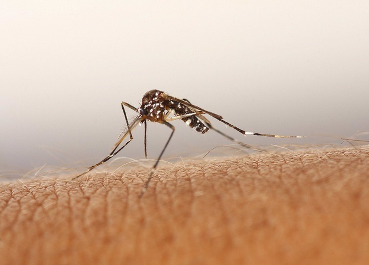 Vários casos de dengue detectados na Madeira (Portugal)