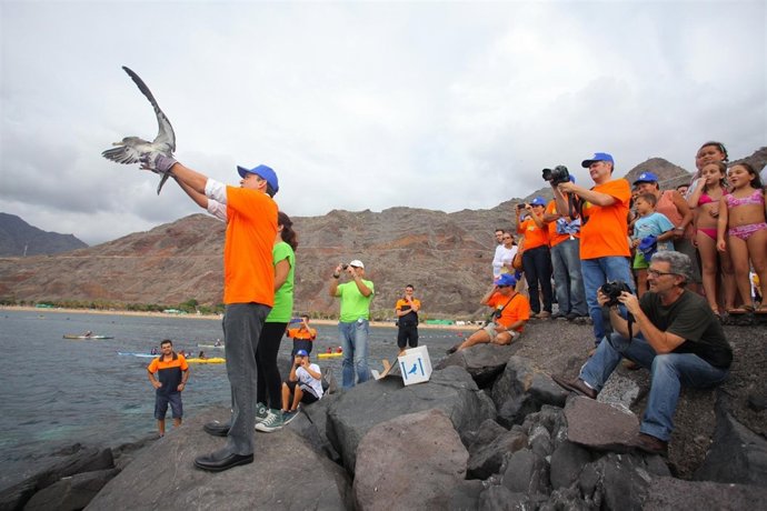 Liberación de pardela en Las Teresitas