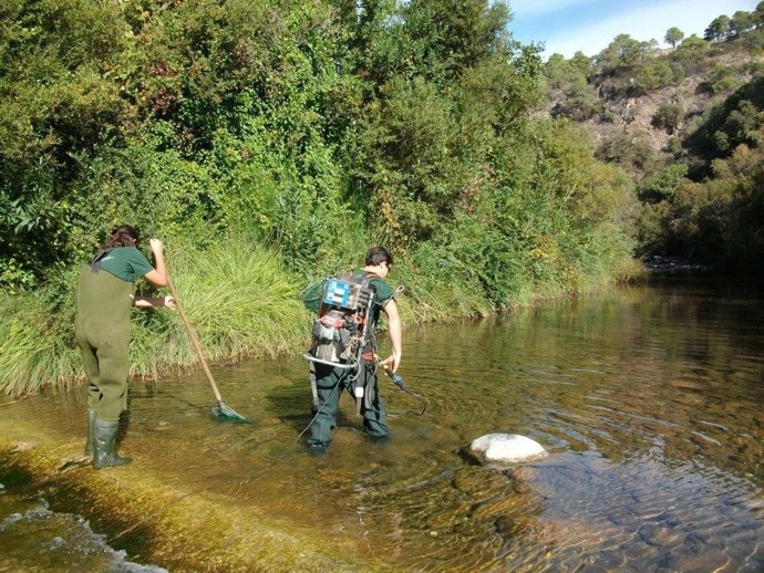 Junta captura ejemplares de especias piscícolas amenazadas por cría  cautividad