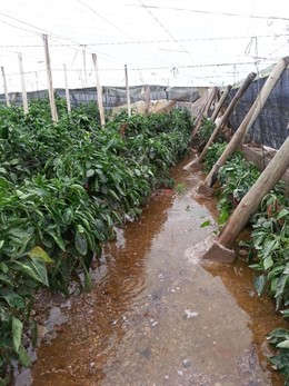 Invernadero afectado por la rotura de la tubería