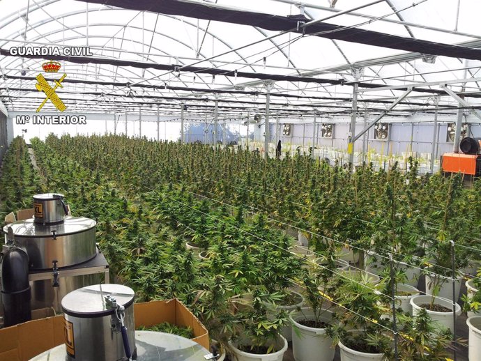 Plantación de marihuana localizada en Sentmenat