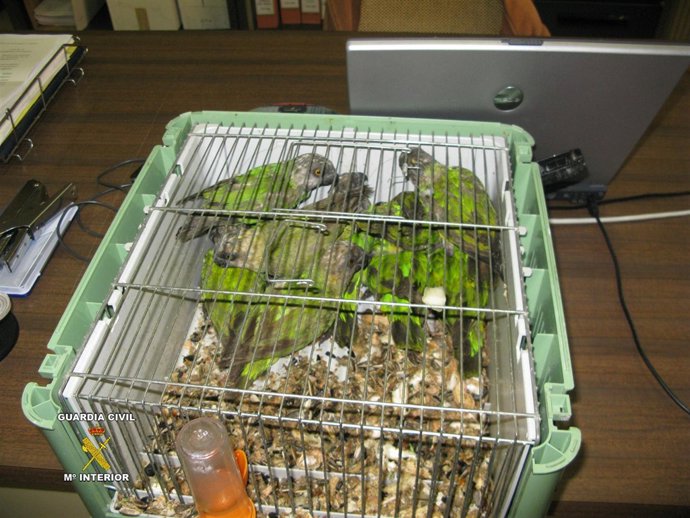 Loros protegidos transportados en malas condiciones