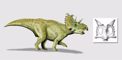 Nueva especie de dinosaurio con cuernos y herbívoro Nueva especie de dinosaurio con cuernos y herbívoro