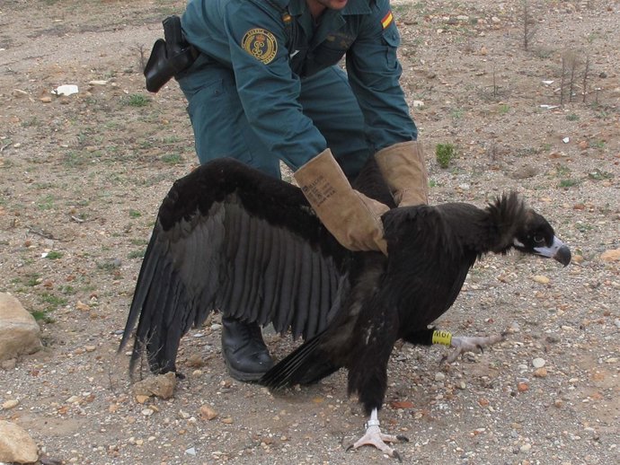 Buitre negro recuperado 