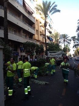 Intervención de las palmeras en el Paseo de la Independencia.