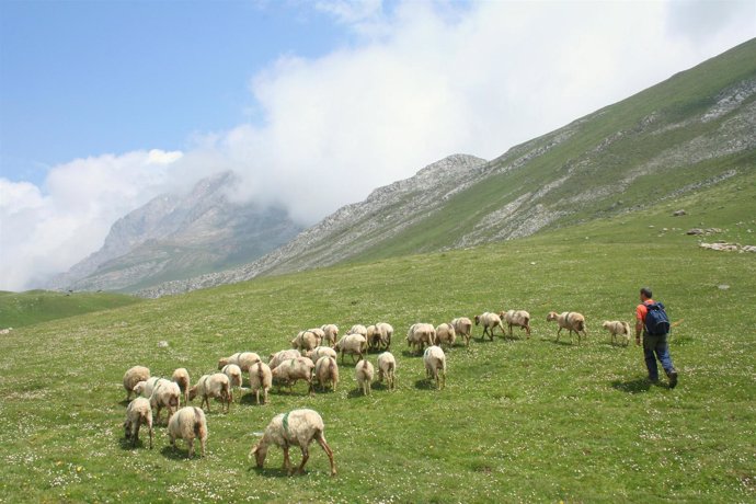 Ovejas en Picos de Europa