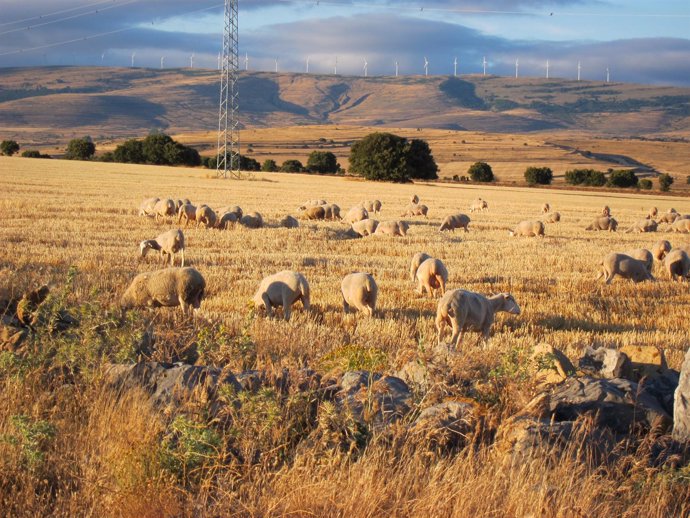 Ovejas, Ganado, Rebaño